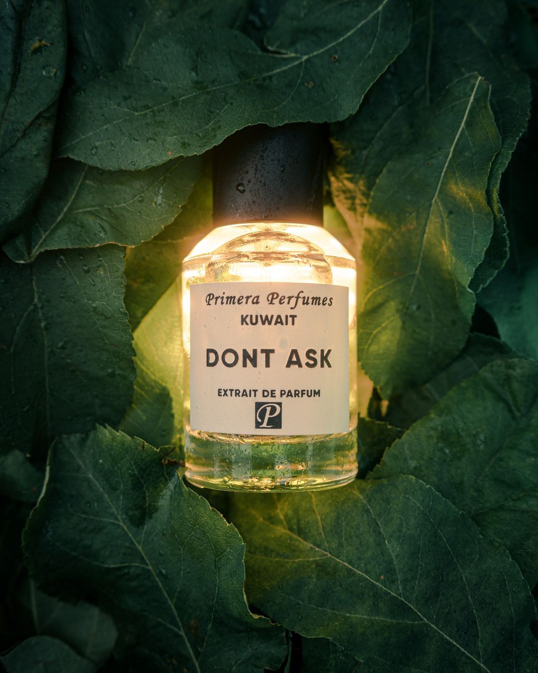 Primera perfumes kuwait -don't ask